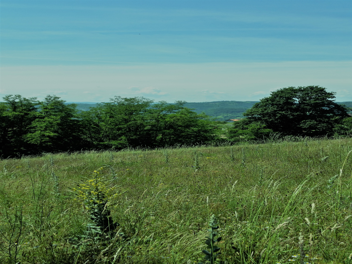 Zemljište, Prodaja - Ponuda, Listing ID 1378, Užice, Buar, Srbija,