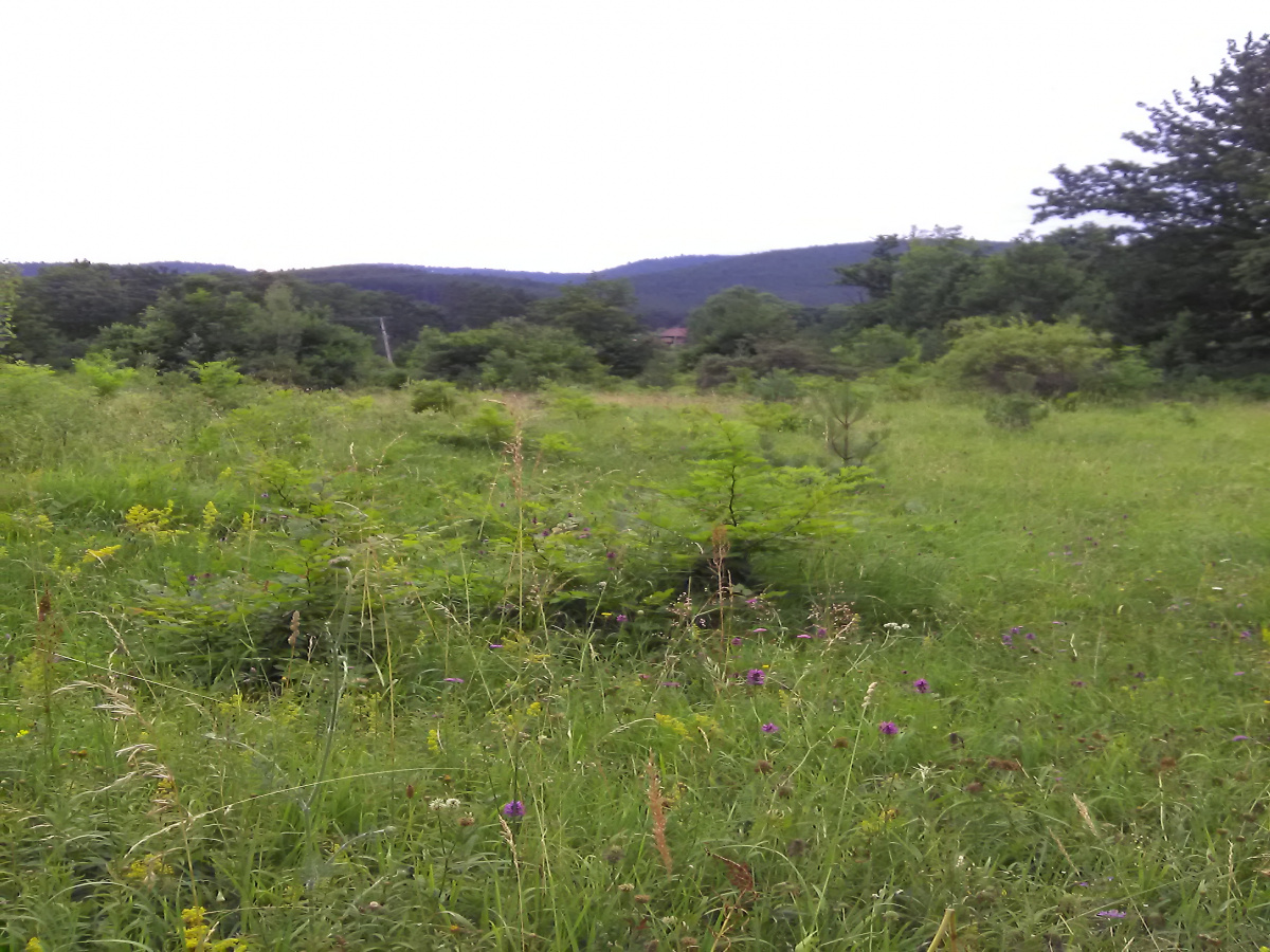 Zemljište, Prodaja - Ponuda, Listing ID 1493, Sargan, Kremna, Srbija,