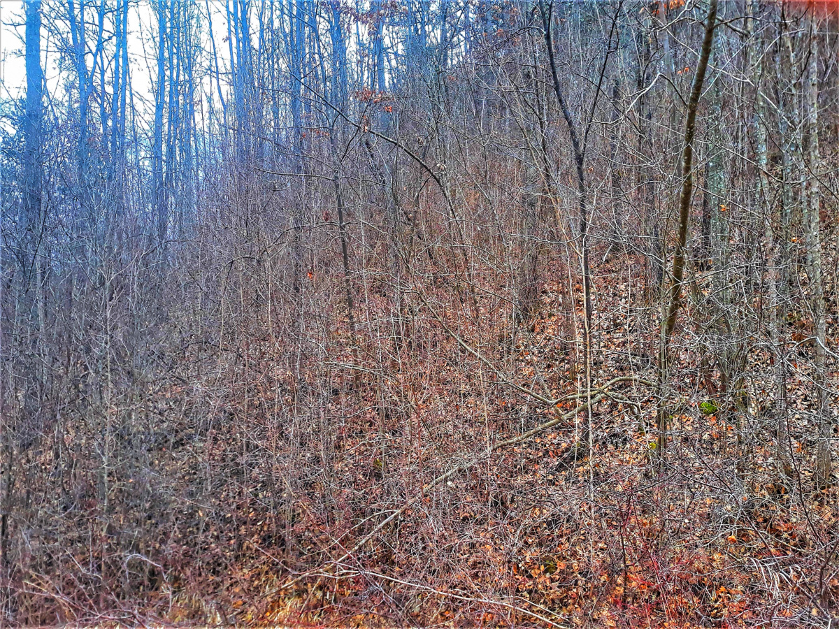 Zemljište, Prodaja - Ponuda, Listing ID 1640, Mokra Gora, Užice, Srbija,