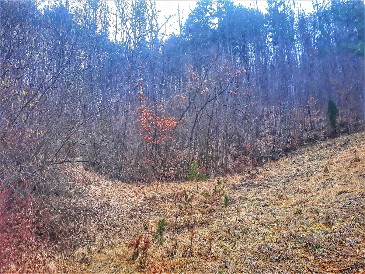 Zemljište, Prodaja - Ponuda, Listing ID 1640, Mokra Gora, Užice, Srbija,