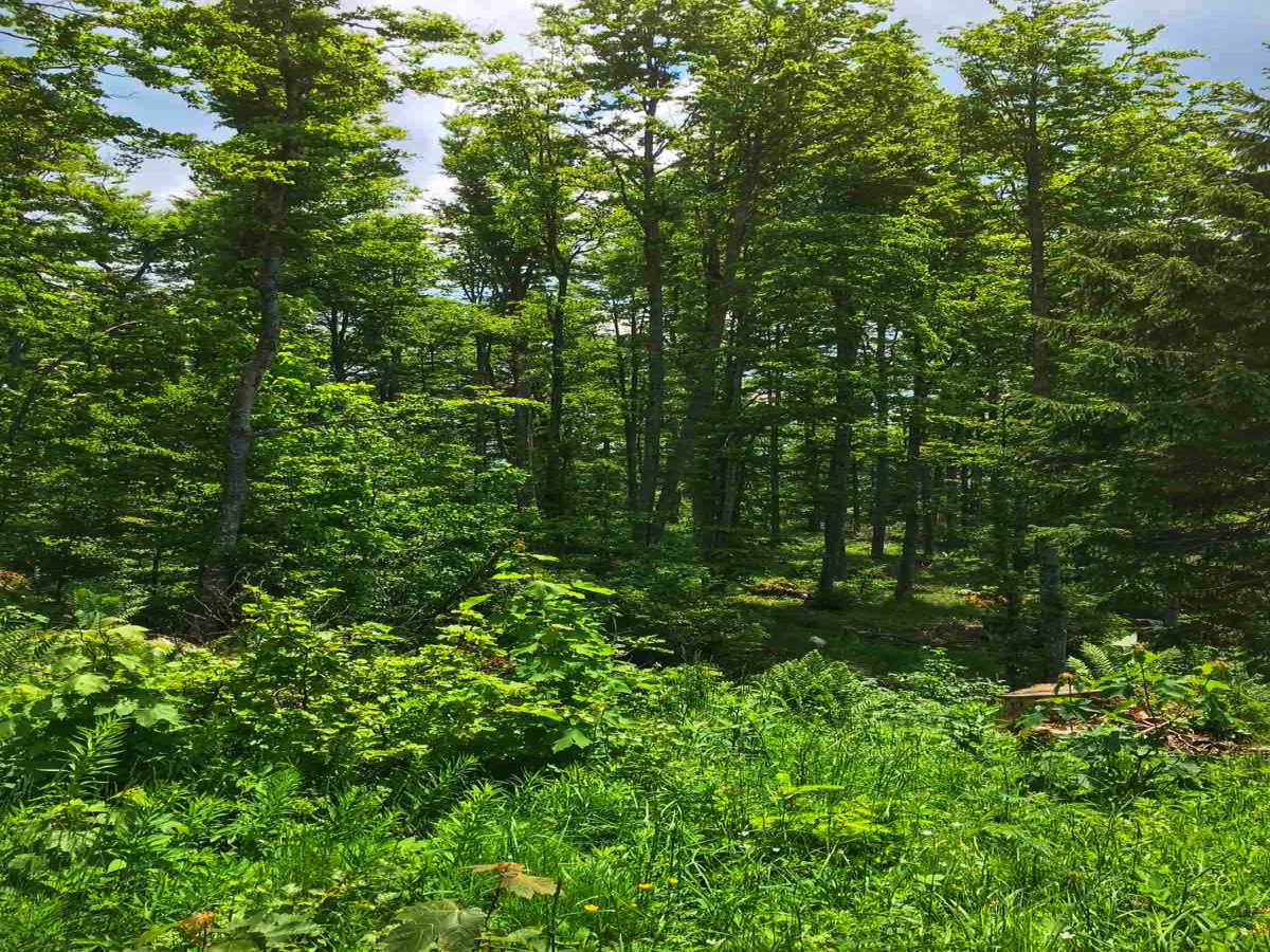 Mokra Gora, Užice, Srbija, ,Zemljište,Prodaja - Ponuda,1707