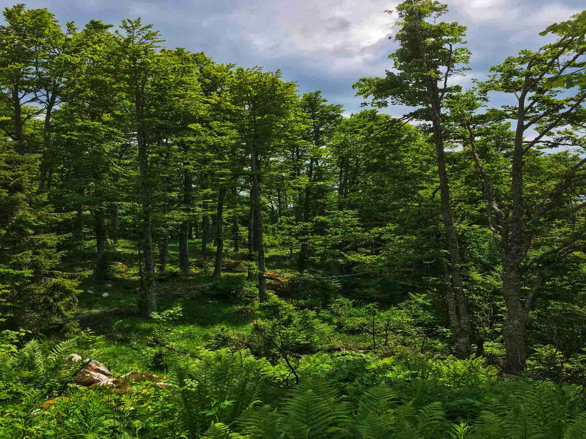 Mokra Gora, Užice, Srbija, ,Zemljište,Prodaja - Ponuda,1707