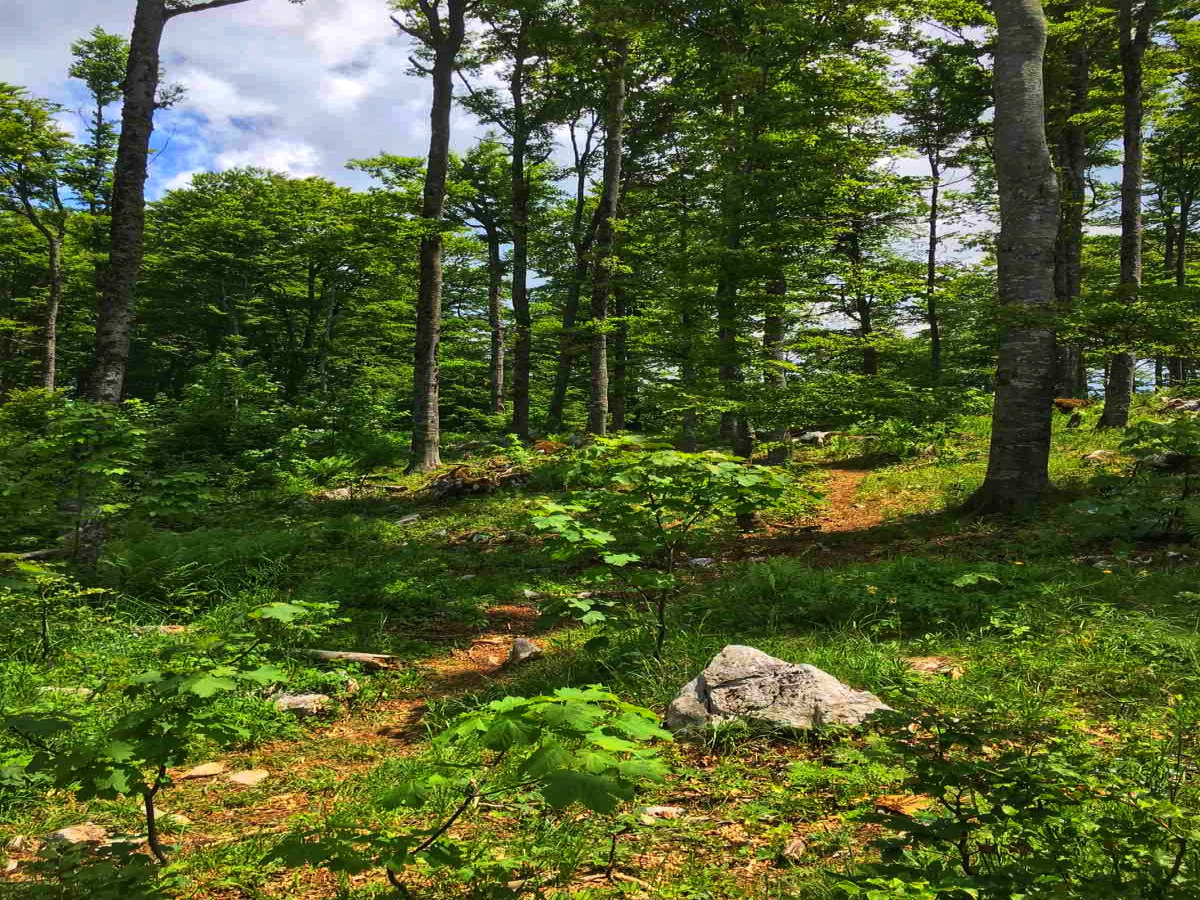 Mokra Gora, Užice, Srbija, ,Zemljište,Prodaja - Ponuda,1707