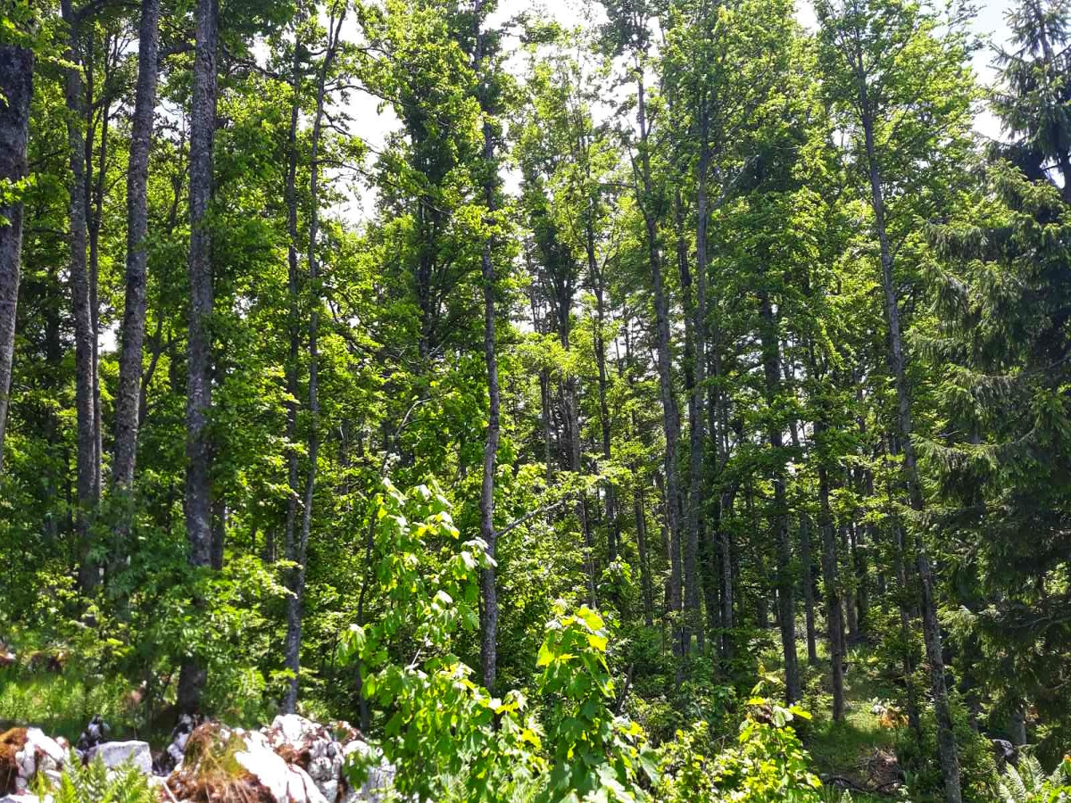 Mokra Gora, Užice, Srbija, ,Zemljište,Prodaja - Ponuda,1707