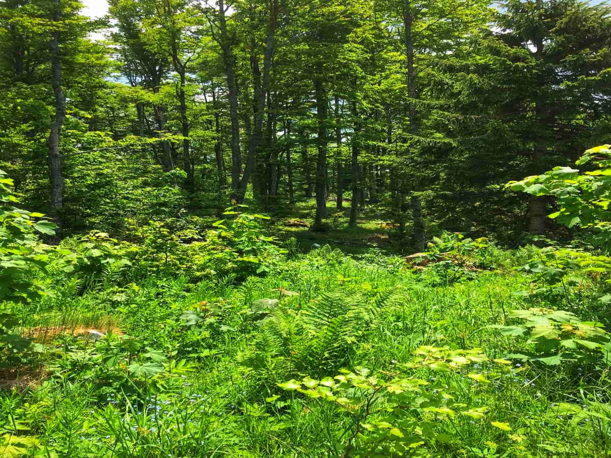 Mokra Gora, Užice, Srbija, ,Zemljište,Prodaja - Ponuda,1707