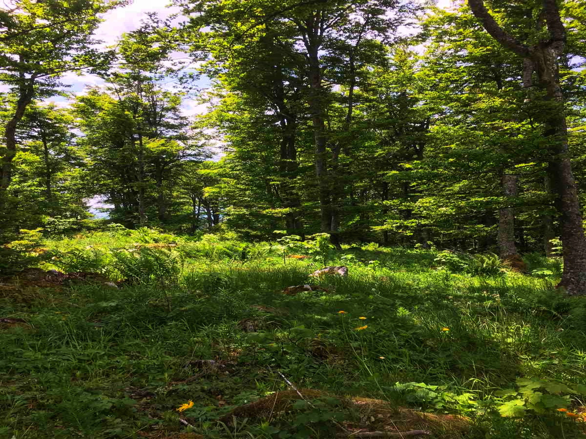 Mokra Gora, Užice, Srbija, ,Zemljište,Prodaja - Ponuda,1707