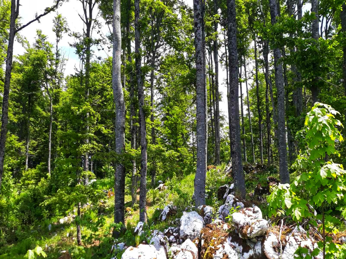 Mokra Gora, Užice, Srbija, ,Zemljište,Prodaja - Ponuda,1707