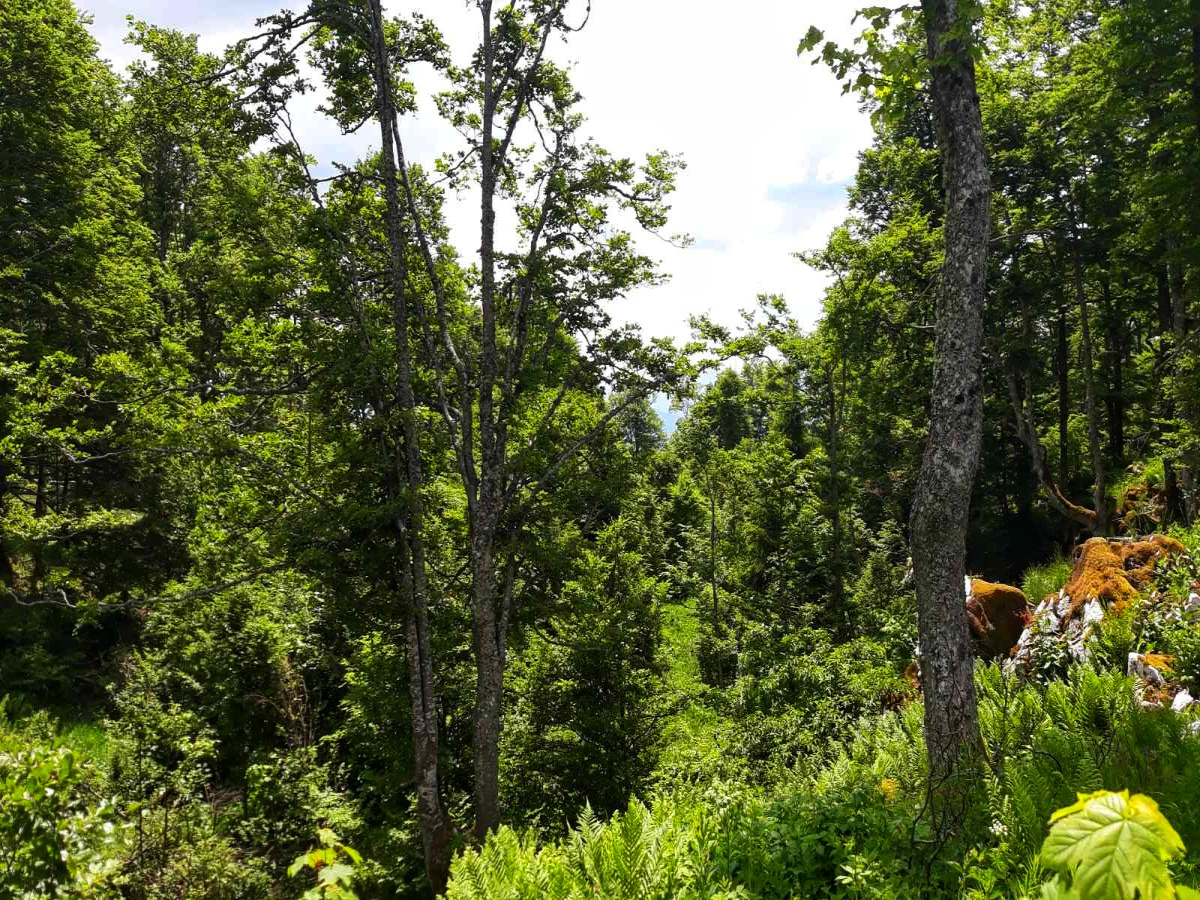 Mokra Gora, Užice, Srbija, ,Zemljište,Prodaja - Ponuda,1707