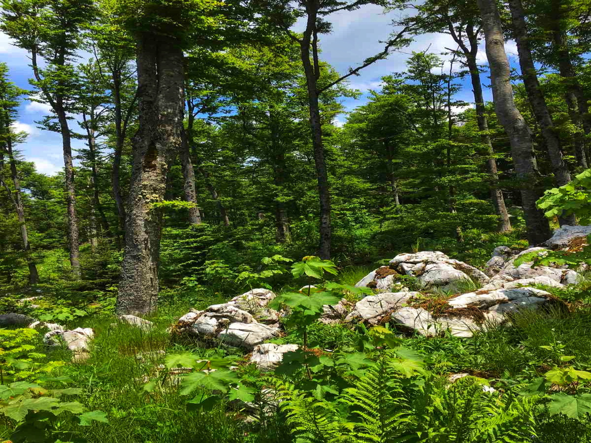 Mokra Gora, Užice, Srbija, ,Zemljište,Prodaja - Ponuda,1707