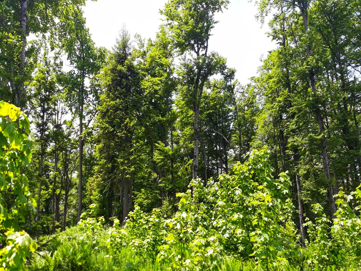 Mokra Gora, Užice, Srbija, ,Zemljište,Prodaja - Ponuda,1707