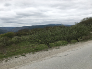 Mokra Gora, Užice, Srbija, ,Zemljište,Prodaja - Ponuda,1733