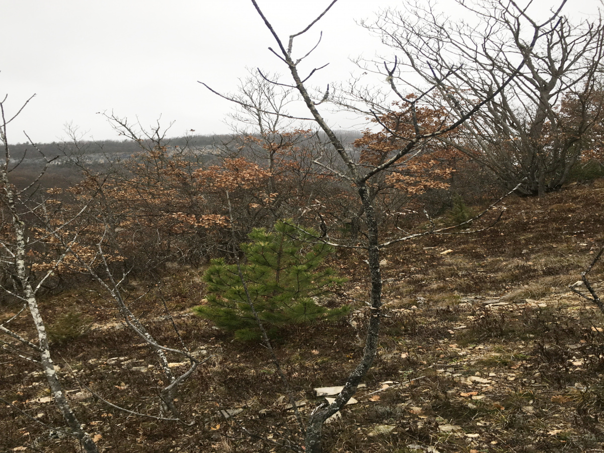 Mokra Gora, Užice, Srbija, ,Zemljište,Prodaja - Ponuda,1773