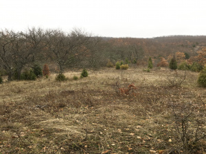 Mokra Gora, Užice, Srbija, ,Zemljište,Prodaja - Ponuda,1773