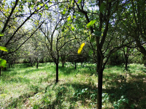 Okletac, Bajina Bašta, Srbija, ,Kuća,Prodaja - Ponuda,1822