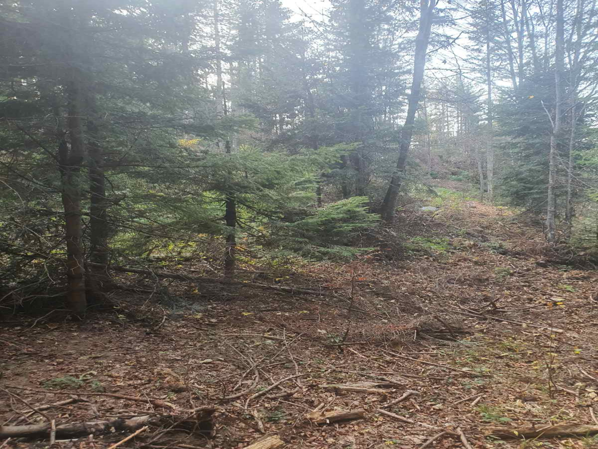 Tara, Srbija, ,Zemljište,Prodaja - Ponuda,1824