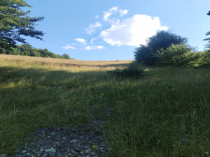 Zova, Zlatibor, Srbija, ,Zemljište,Prodaja - Ponuda,1887