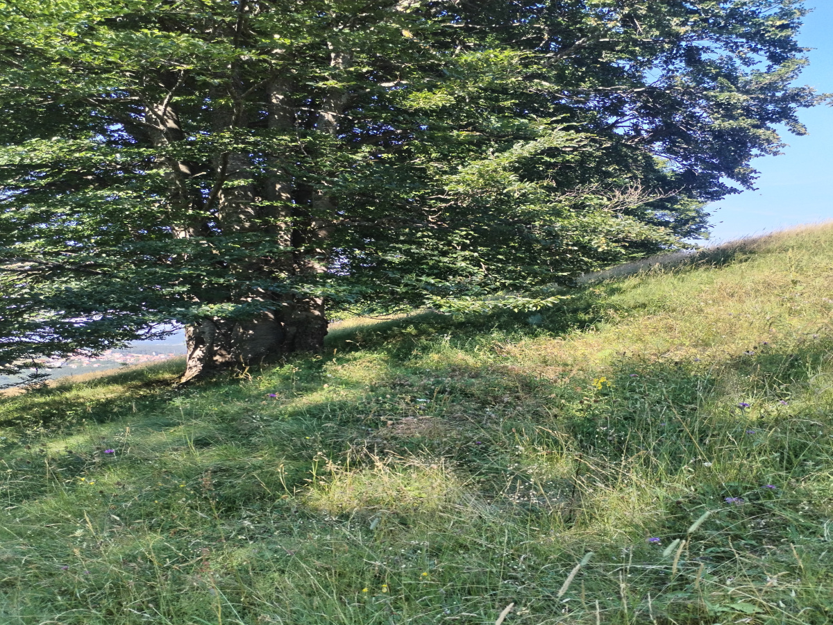 Zova, Zlatibor, Srbija, ,Zemljište,Prodaja - Ponuda,1887